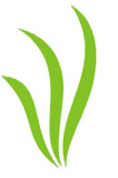 Логотип компании CRAFF FLOWERS SP