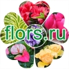 Логотип компании Flors.ru