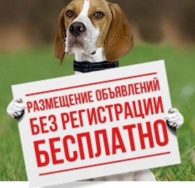Охотничьи собаки и все для них Логотип(logo)