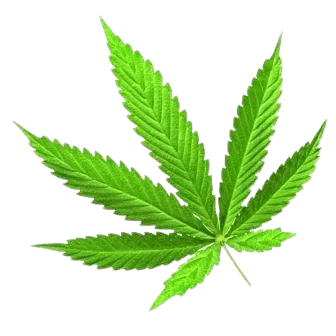 cannabis-ua Логотип(logo)