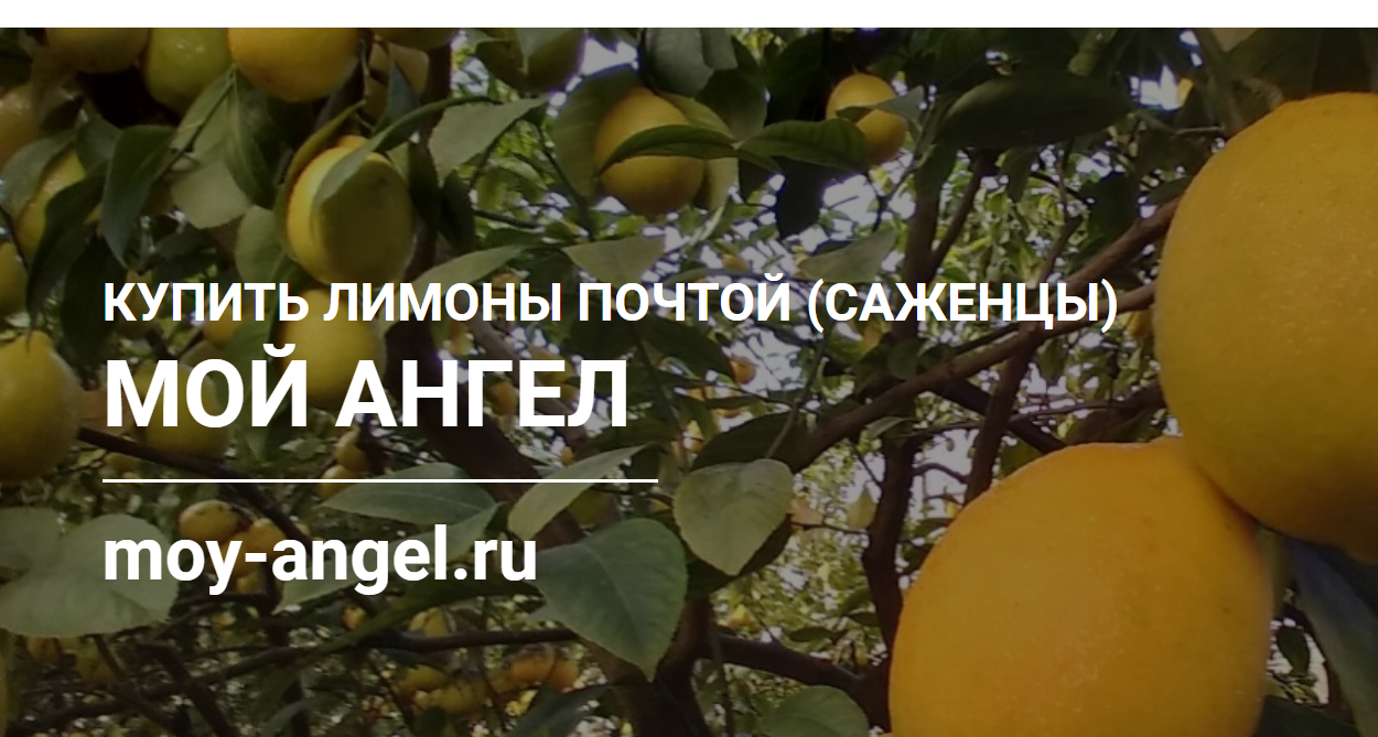 moy-angel.ru – Питомник Саженцы лимона почтой Логотип(logo)